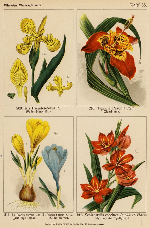 Iris Pseud-Acorus, Tigridia Pavonia, Crocus Vernus, Crocus Aureus, Schizostylis Coccinea (barevná litografie) od (after) German School