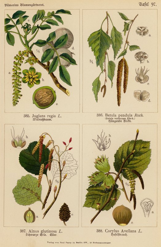 Juglans Regia, Betula Pendula, Alnus Glutinosa, Corylus Avellana (barevná litografie) od (after) German School