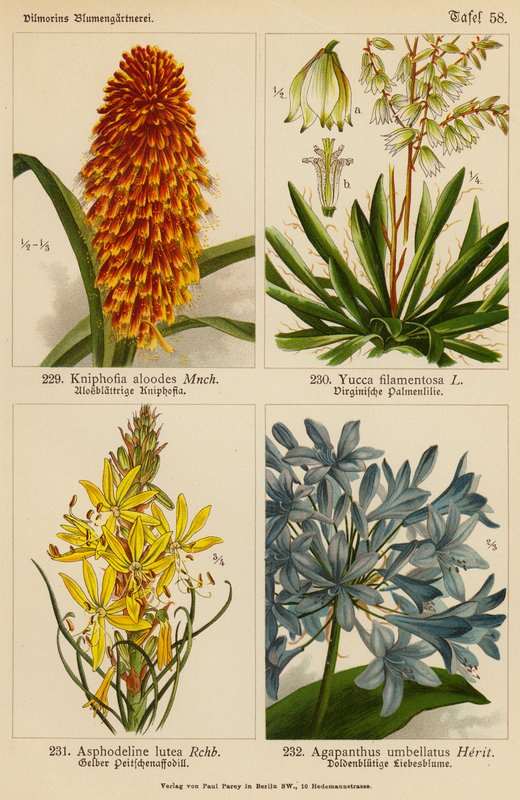 Kniphofia Aloodes, Yucca Filamentosa, Asphodeline Lutea, Agapanthus Umbellatus (barevná litografie) od (after) German School