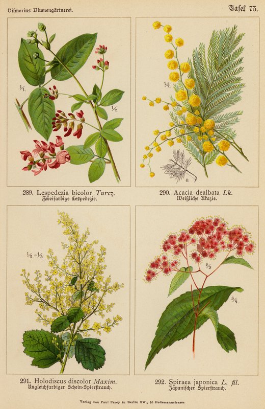 Lespedezia Bicolor, Acacia Dealbata, Holodiscus Discolor, Spiraea Japonica (barevná litografie) od (after) German School