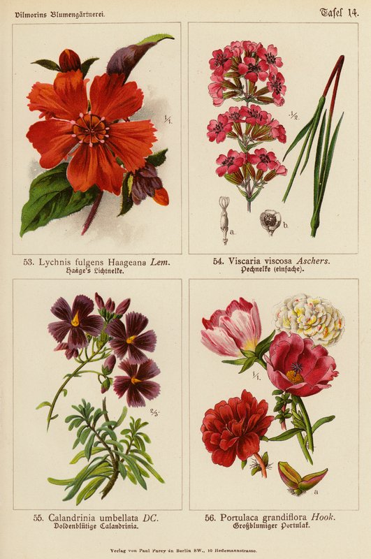 Lychnis Fulgens Haageana, Viscaria Viscosa, Calandrinia Umbellata, Portulaca Grandiflora (barevná litografie) od (after) German School