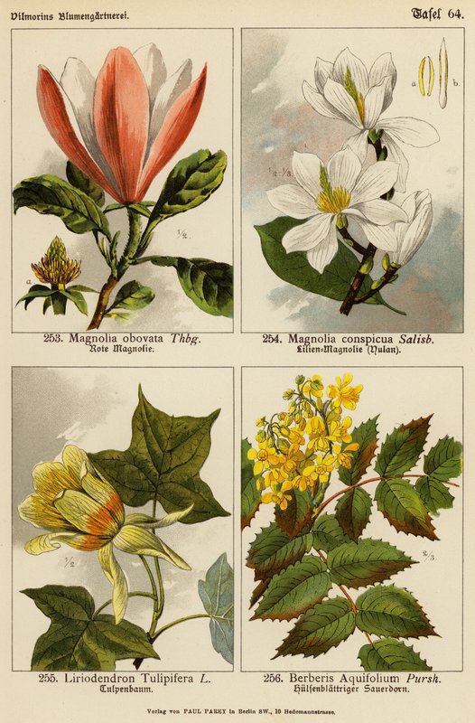 Magnolia obovata, Magnolia Conspicua, Liriodendron Tulipifera, Berberis Aquifolium (barevná litografie) od (after) German School