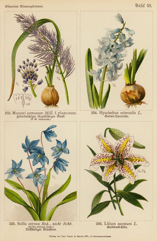 Muscari Comosum, Hyacinthus Orientalis, Scilla Cernua, Lilium Auratum (barevná litografie) od (after) German School