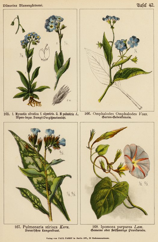 Myosotis silvatica, Myosotis palustris, Omphalodes omphalodes, Pulmonaria stiriaca, Ipomoea purpurea (barevná litho) od (after) German School
