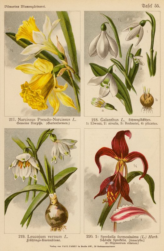 Narcissus Pseudo-Narcissus, Galanthus, Leucojum Vernum, Sprekelia Formosissima (barevná litografie) od (after) German School