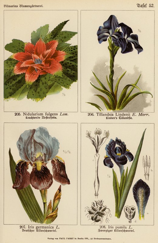 Nidularium Fulgens, Tillandsia Lindenii, Iris Germanica, Iris Pumila (barevná litografie) od (after) German School