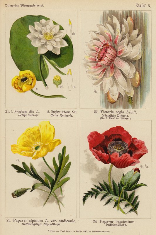 Nymphaea Alba, Nuphar Luteum, Victoria Regia, Papaver Alpinum, Papaver Bracteatum (barevná litografie) od (after) German School