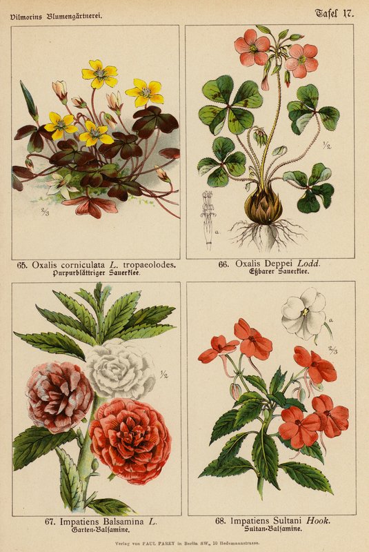 Oxalis Corniculata, Oxalis Deppei, Impatiens Balsamina, Impatiens Sultani (barevná litografie) od (after) German School