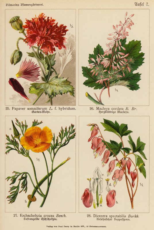 Papaver Somniferum, Macleya Cordata, Eschscholtzia Crocea, Dicentra Spectabilis (barevná litografie) od (after) German School