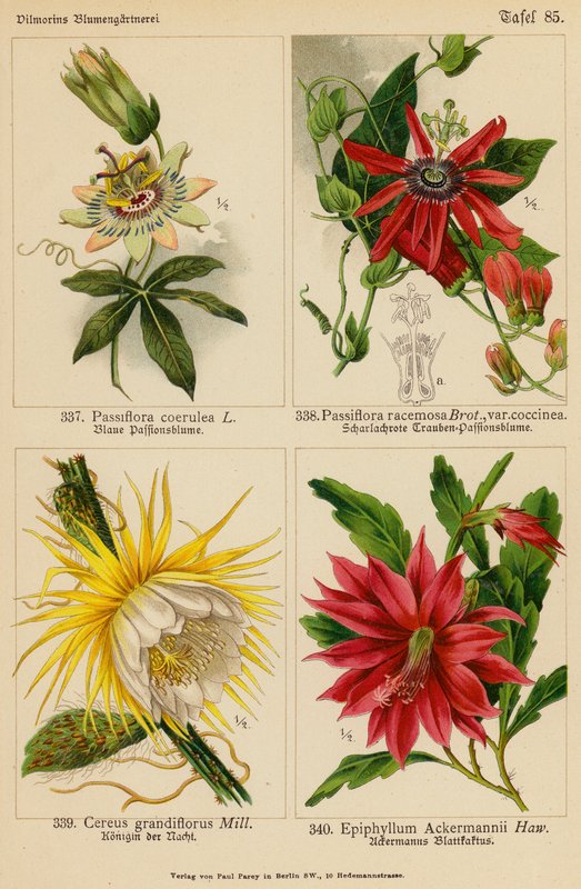 Passiflora Coerulea, Passiflora Racemosa, Cereus Grandiflorus, Epiphyllum Ackermannii (barevná litografie) od (after) German School
