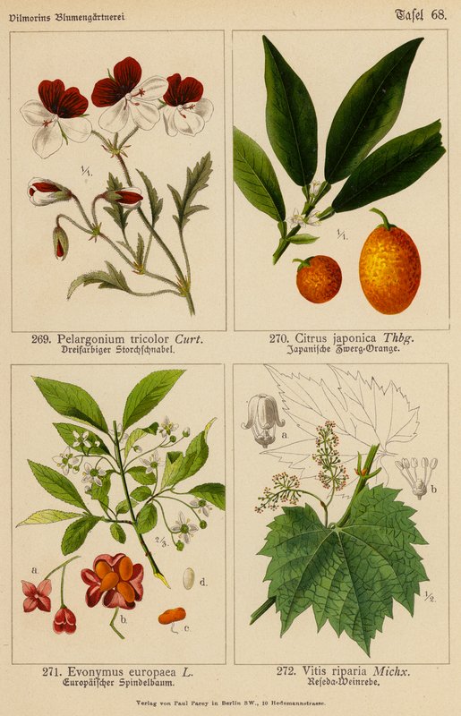 Pelargonium Tricolor, Citrus Japonica, Evonymus Europaea, Vitis Riparia (barevná litografie) od (after) German School