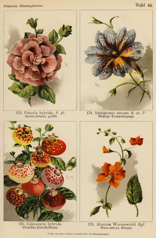 Petunia Hybrida, Salpiglossis Sinuata, Calceolaria Hybrida, Alonzoa Warscewiczii (barevná litografie) od (after) German School
