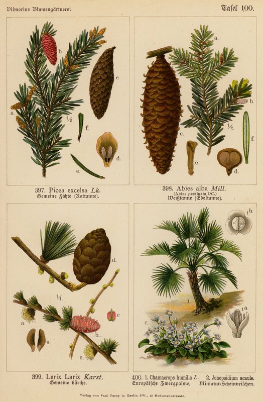 Picea Excelsa, Abies Alba, Larix Larix, Chamaerops Humilis, Jonopsidium Acaule (barevná litografie) od (after) German School