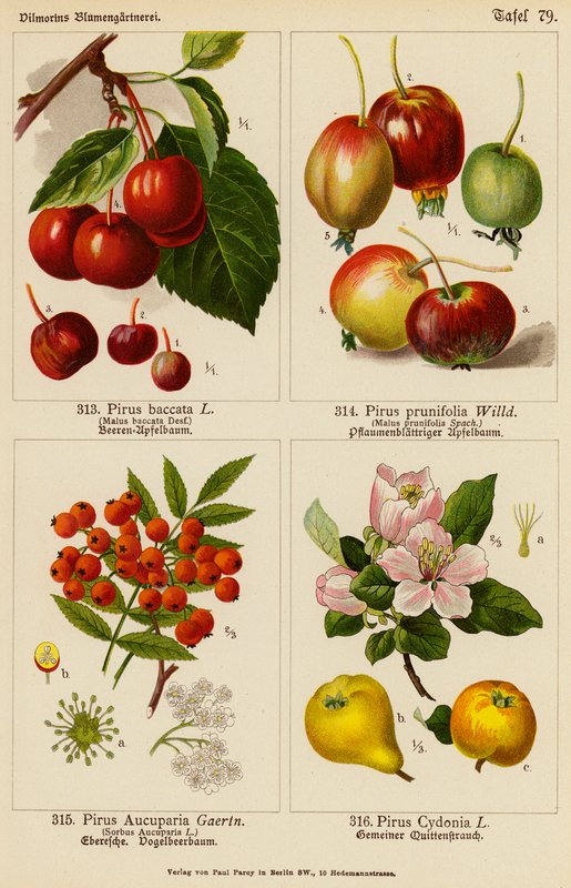 Pirus Baccata, Pirus Prunifolia, Pirus Aucuparia, Pirus Cydonia (barevná litografie) od (after) German School