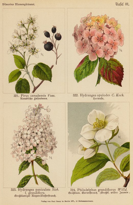 Pirus Canadensis, Hydrangea Opulodes, Hydrangea Paniculata, Philadelphus Grandiflorus (barevná litografie) od (after) German School