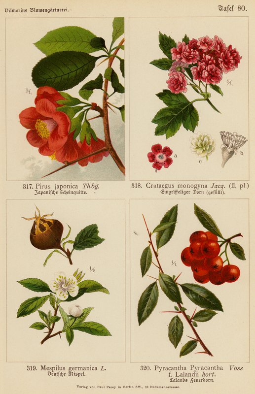 Pirus Japonica, Crataegus Monogyna, Mespilus Germanica, Pyracantha Pyracantha (barevná litografie) od (after) German School