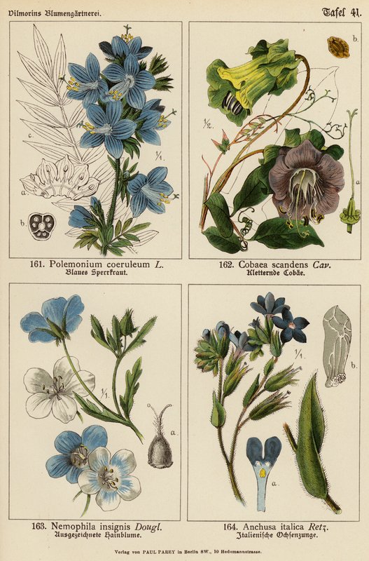 Polemonium Coeruleum, Cobaea Scandens, Nemophila Insignis, Anchusa Italica (barevná litografie) od (after) German School