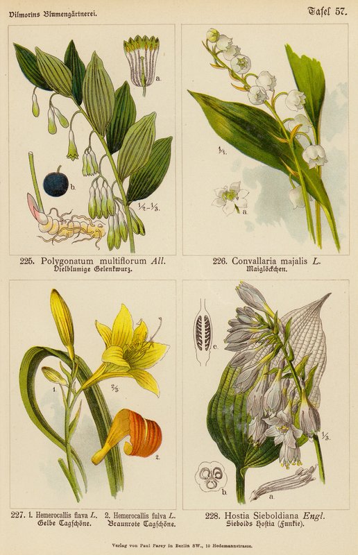 Polygonatum Multiflorum, Convallaria Majalis, Hemerocallis Flava, Hemerocallis Fulva, Hostia Sieboldiana (barevná litografie) od (after) German School