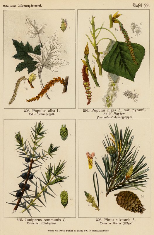 Populus Alba, Populus Nigra, Juniperus Communis, Pinus Silvestris (barevná litografie) od (after) German School