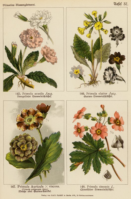 Primula Acaulis, Primula Elatior, Primula Auricula x Viscoa, Primula Pubescens, Primula Sinensis (barevná litografie) od (after) German School