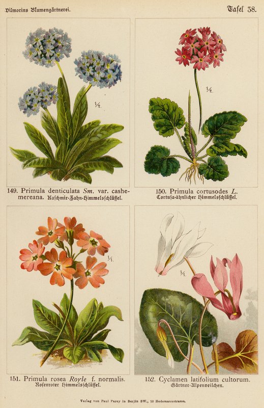 Primula Denticulata, Primula Cortusodes, Primula Rosea, Cyclamen Latifolium Cultorum (barevná litografie) od (after) German School