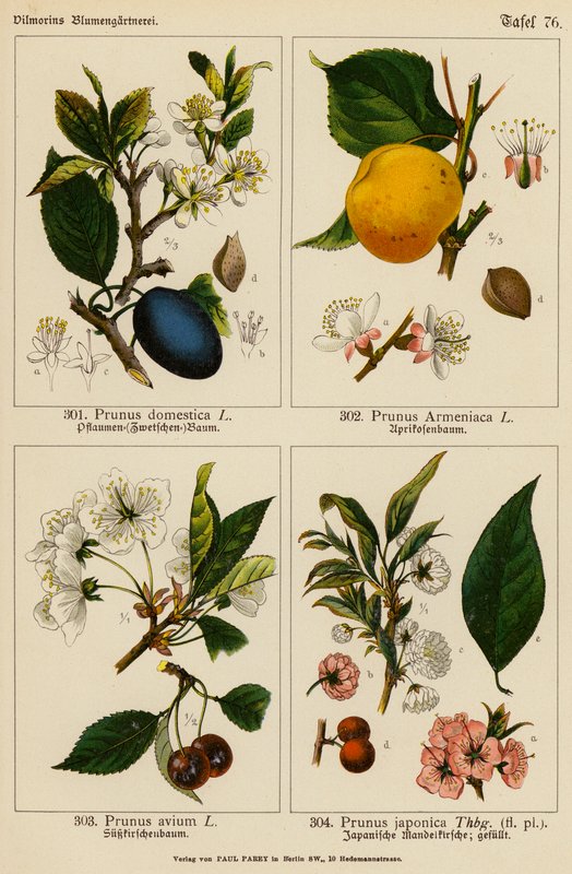 Prunus Domestica, Prunus Armeniaca, Prunus Avium, Prunus Japonica (barevná litografie) od (after) German School