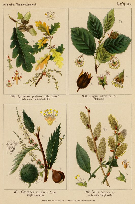 Quercus Pedunculata, Fagus Silvatica, Castanea Vulgaris, Salix Caprea (barevná litografie) od (after) German School