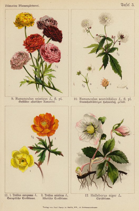 Ranunculus Asiaticus, Ranunculus Aconitifolius, Trollius Europeaeus, Trollius Asiaticus, Helleborus Niger (barevná litografie) od (after) German School