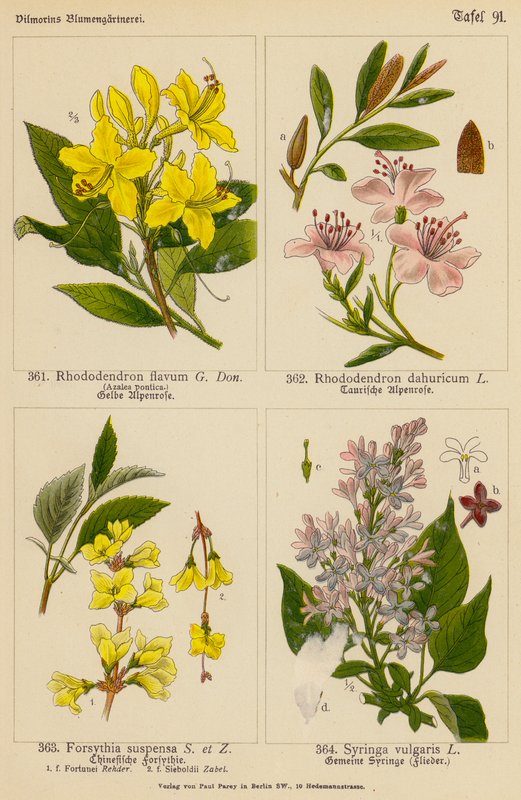 Rhododendron Flavum, Rhododendron Dahuricum, Forsythia Suspensa, Syringa Vulgaris (barevná litografie) od (after) German School