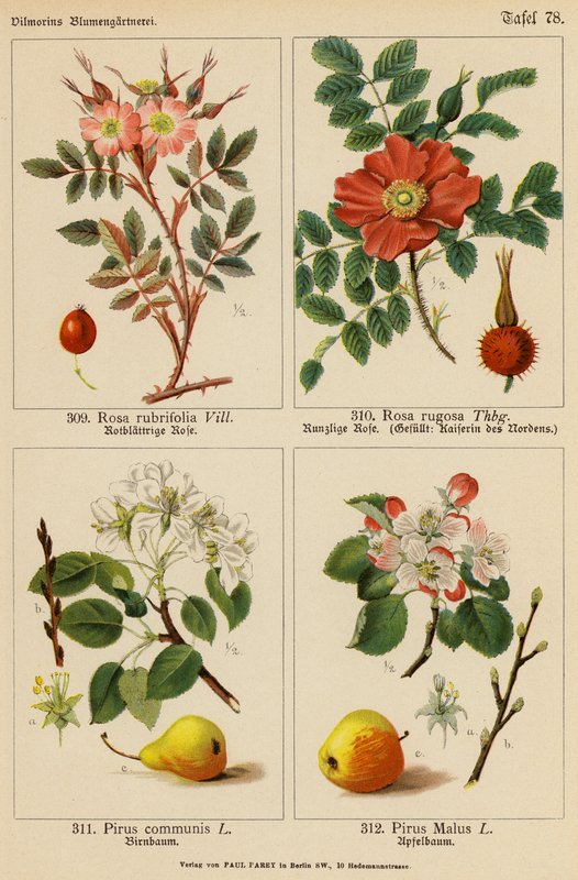 Rosa Rubrifolia, Rosa Rugosa, Pirus Communis, Pirus Malus (barevná litografie) od (after) German School
