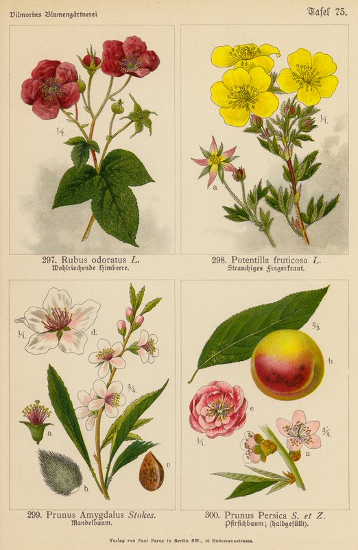 Rubus Odoratus, Potentilla Fruticosa, Prunus Amygdalus, Prunus Persica (barevná litografie) od (after) German School