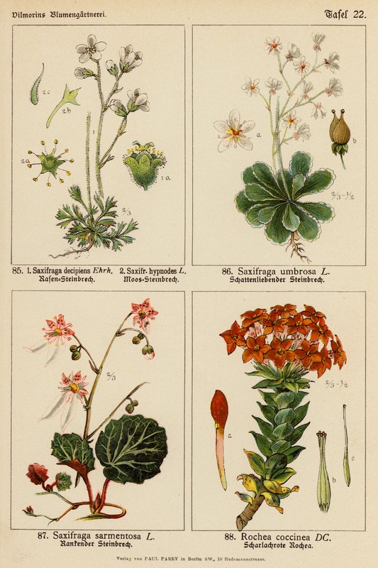 Saxifraga Decipiens, Saxifraga Hypnodes, Saxifraga Umbrosa, Saxifraga Sarmentosa, Rochea Coccinea (barevná litografie) od (after) German School