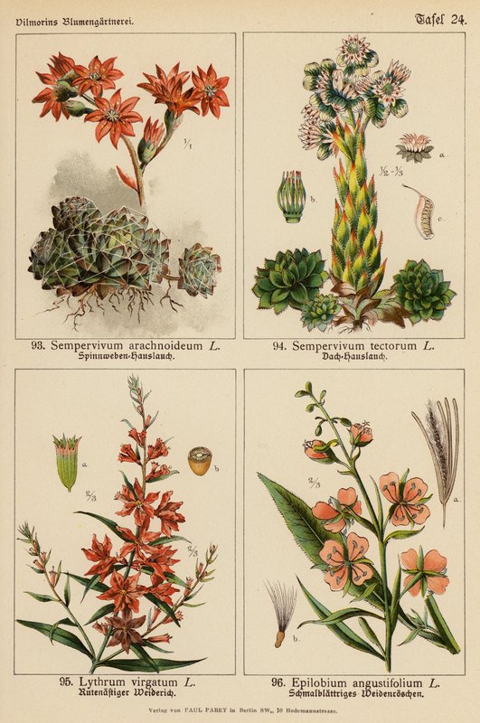 Sempervivum Arachnoideum, Sempervivum Tectorum, Lythrum Virgatum, Epilobium Angustifolium (barevná litografie) od (after) German School