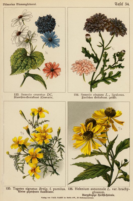 Senecio Cruentus, Senecio Elegans, Tagetes Signatus, Helenium Autumnale (barevná litografie) od (after) German School