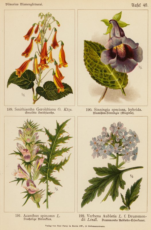 Smithiantha Geroldtiana, Sinningia Speciosa, Acanthus Spinosus, Verbena Aubletia (barevná litografie) od (after) German School
