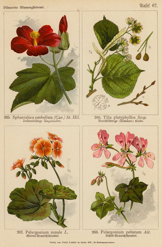 Sphaeralcea Umbellata, Tilia Platyphyllos, Pelargonium Zonale, Pelargonium Peltatum (barevná litografie) od (after) German School
