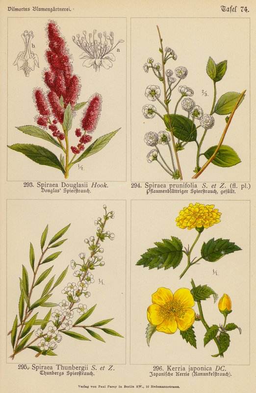 Spiraea Douglasii, Spiraea Prunifolia, Spiraea Thunbergii, Kerria Japonica (barevná litografie) od (after) German School