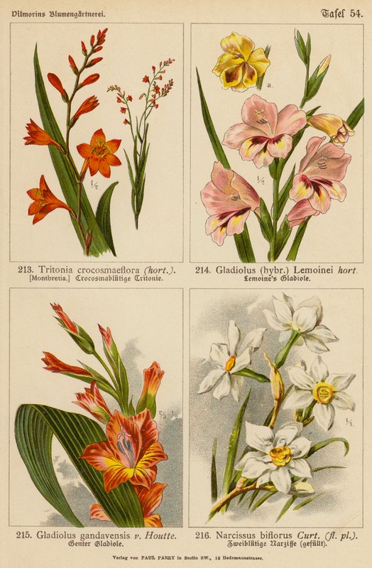 Tritonia Crocosmaeflora, Gladiolus Lemoinei, Gladioulus Gandavensis, Narcissus Biflorus (barevná litografie) od (after) German School