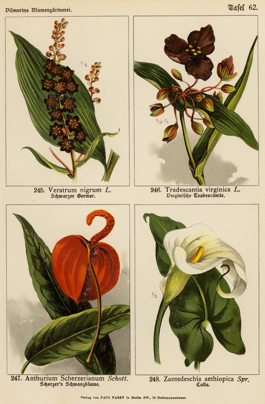 Veratrum Nigrum, Tradescantia Virginica, Anthurium Scherzerianum, Zantedeschia Aethiopica (barevná litografie) od (after) German School