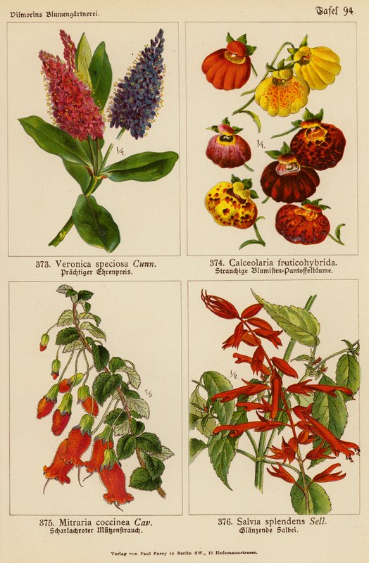 Veronica Speciosa, Calceolaria Fruticohybrida, Mitraria Coccinea, Salvia Splendens (barevná litografie) od (after) German School