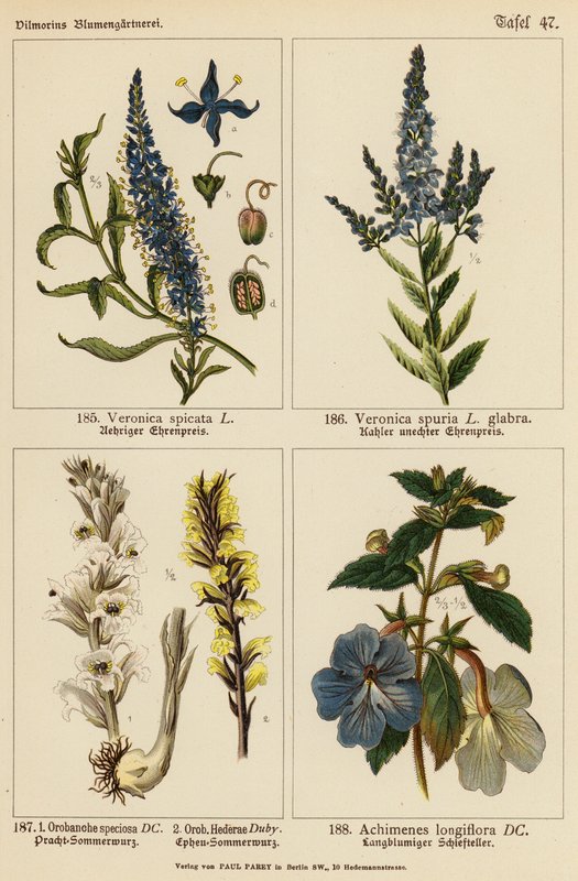 Veronica Spicata, Veronica Spuria, Orobanche Speciosa, Orobanche Hederae, Achimenes Longiflora (barevná litografie) od (after) German School