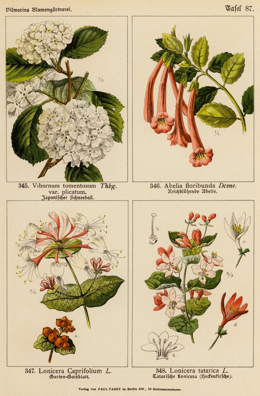 Viburnum Tomentosum, Abelia Floribunda, Lonicera Caprifolium, Lonicera Tatarica (barevná litografie) od (after) German School