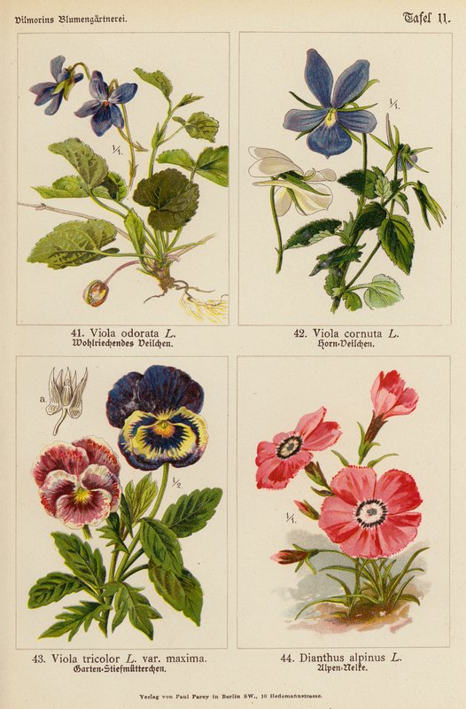 Viola odorata, Viola cornuta, Viola tricolor, Dianthus alpinus (barevná litografie) od (after) German School