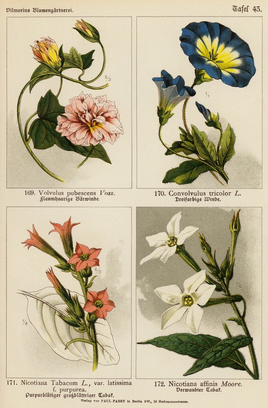 Volvulus Pubescens, Convolvulus Tricolor, Nicotiana Tabacum, Nicotiana Affinis (barevná litografie) od (after) German School
