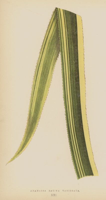 Ananassa Sativa Variegata od English School