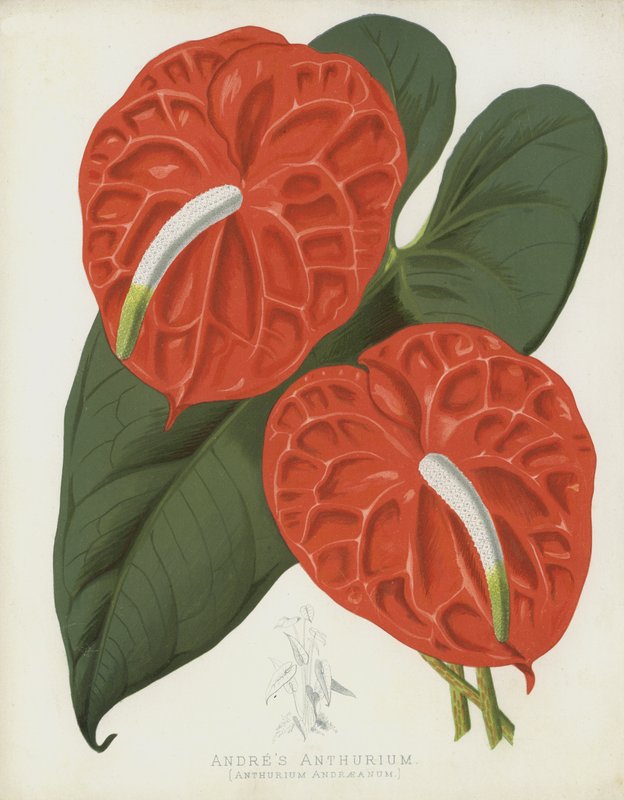 Andres Anthurium, Anthurium Andraeanum od English School