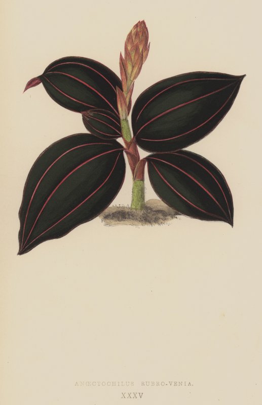 Anoectochilus Rubro-Venia od English School
