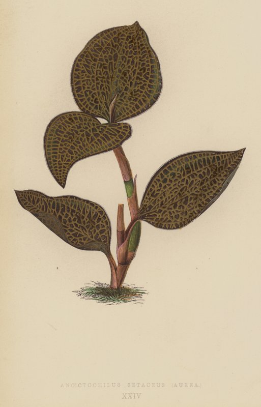 Anoectochilus Setaceus, Aurea od English School