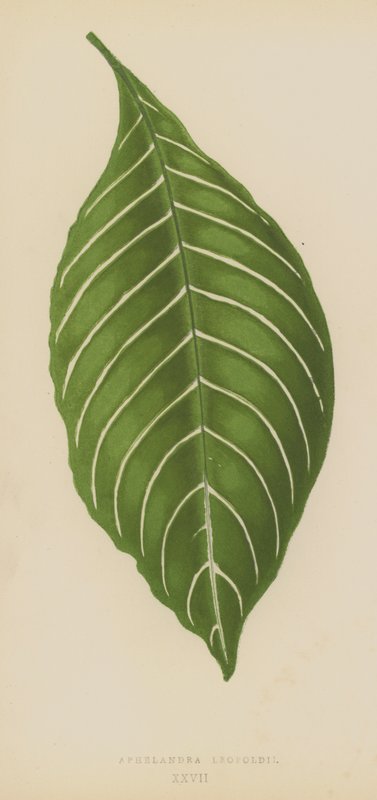 Aphelandra Leopoldii od English School