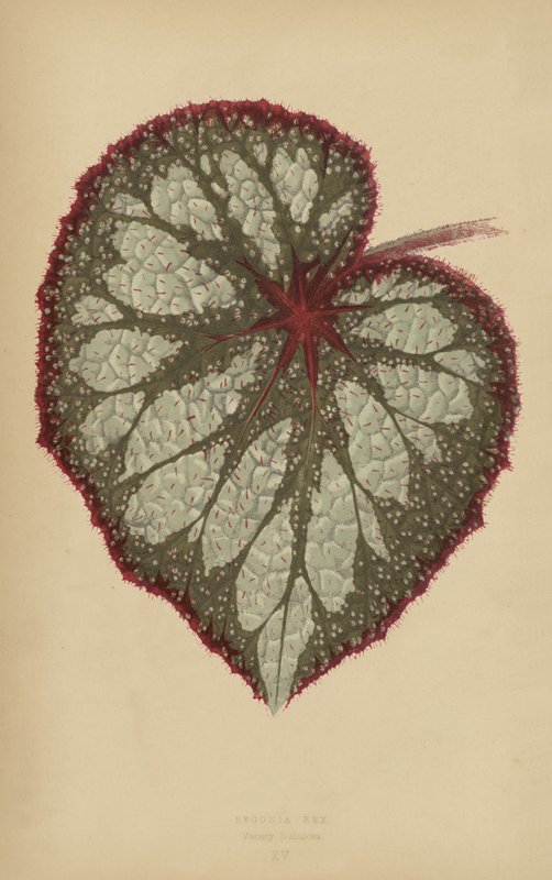 Begonia Rex, odrůda Nebulosa od English School